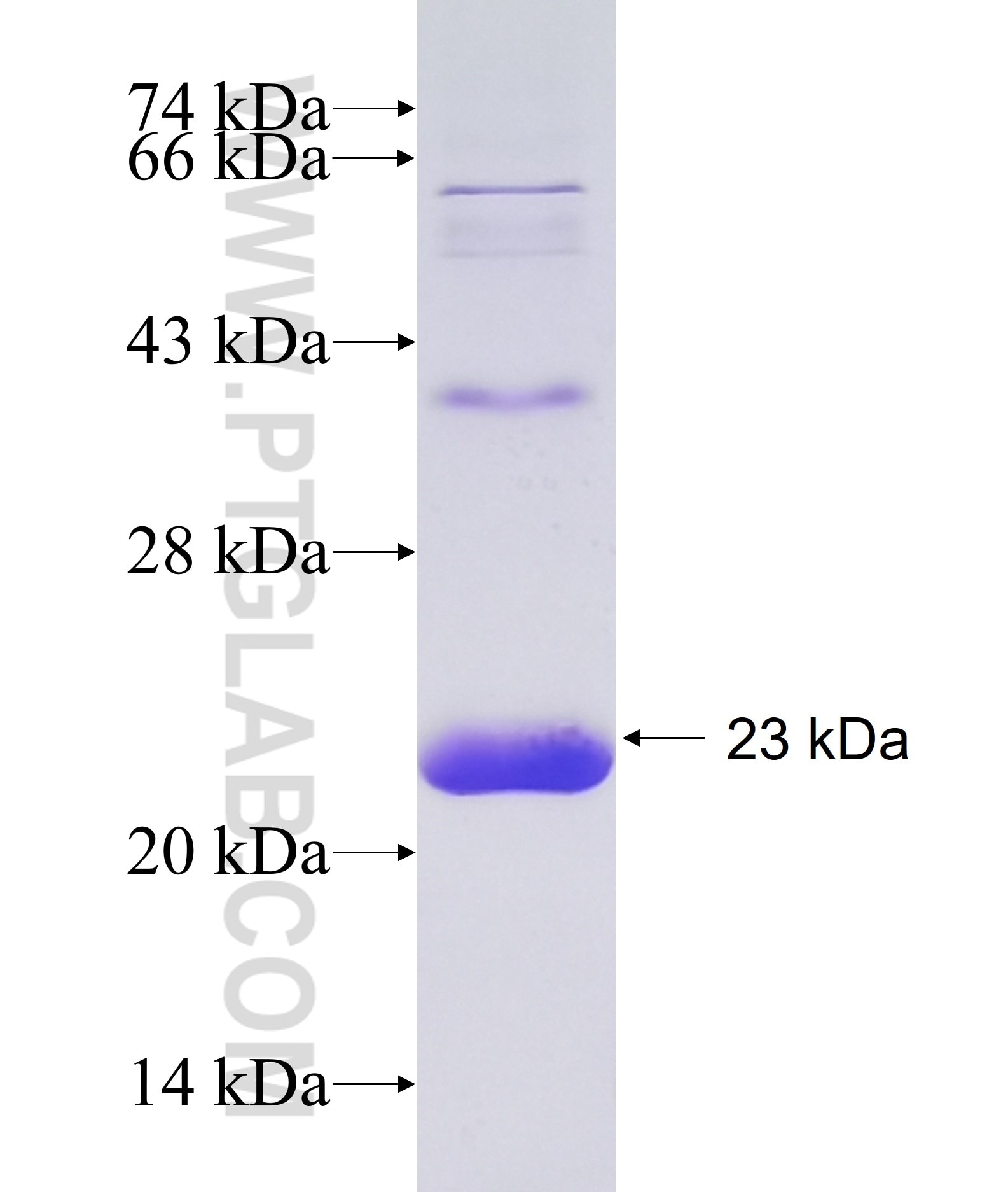 HOXB8 fusion protein Ag34973 SDS-PAGE
