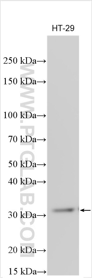 Western Blot (WB) analysis of various lysates using HOXB9 Polyclonal antibody (18894-1-AP)