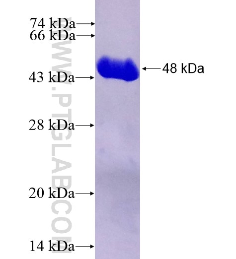 HOXB9 fusion protein Ag13502 SDS-PAGE