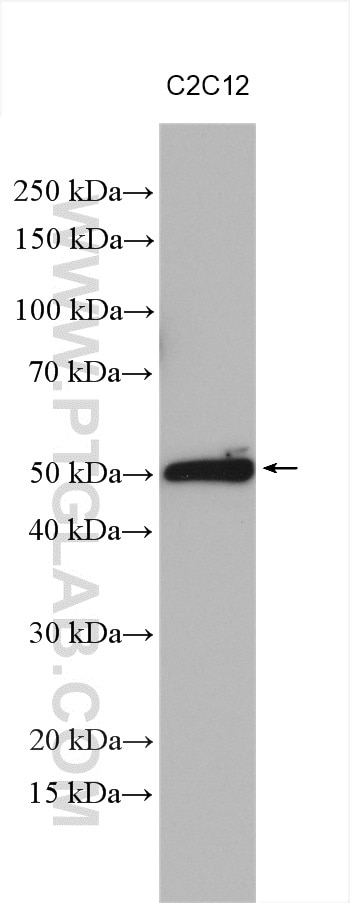 Western Blot (WB) analysis of various lysates using HOXC10 Polyclonal antibody (12025-1-AP)