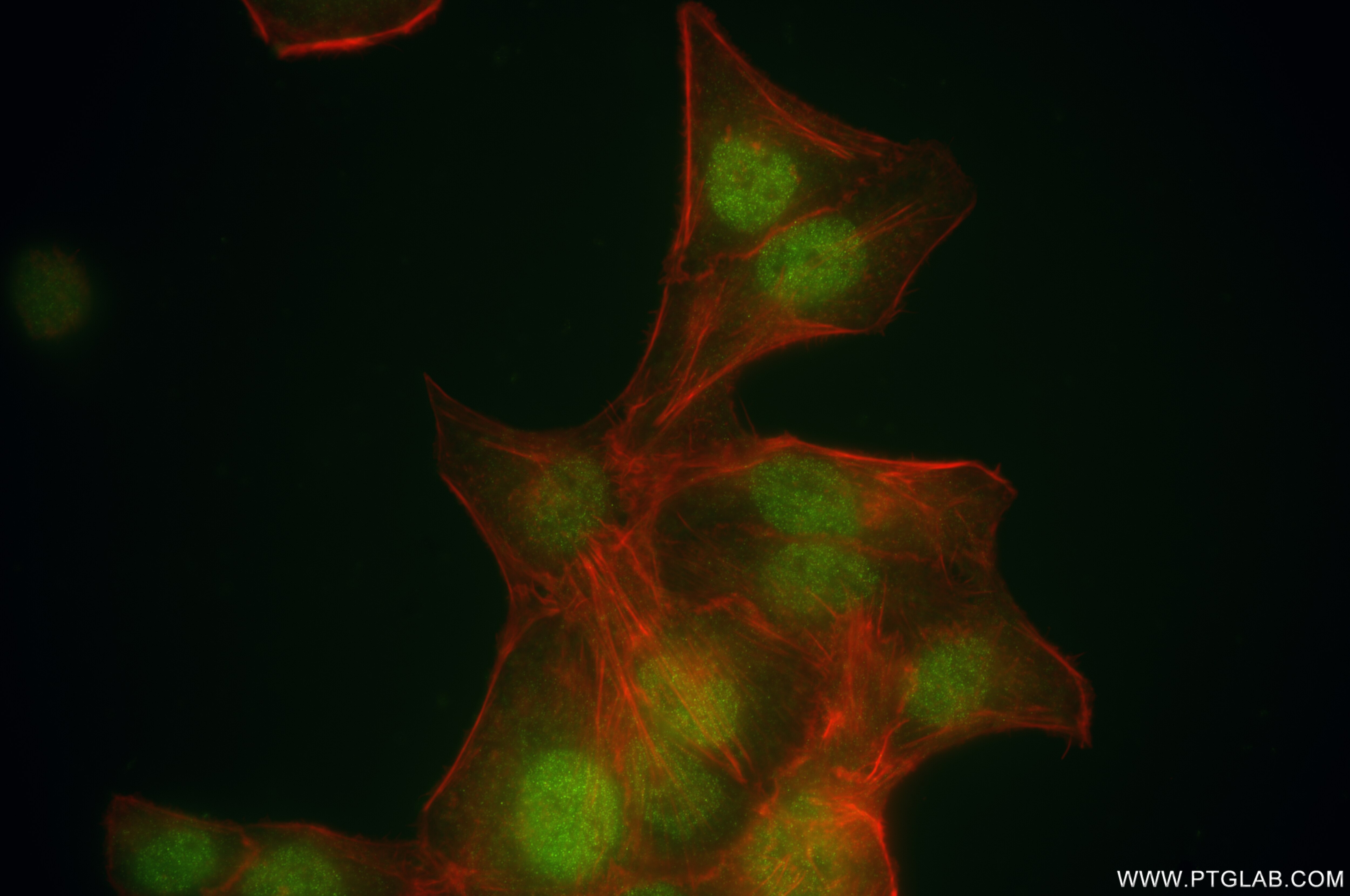 Immunofluorescence (IF) / fluorescent staining of HepG2 cells using HOXC10 Recombinant antibody (86219-3-RR)