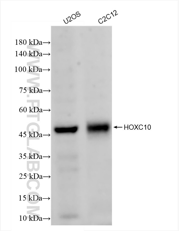 Western Blot (WB) analysis of various lysates using HOXC10 Recombinant antibody (86219-3-RR)