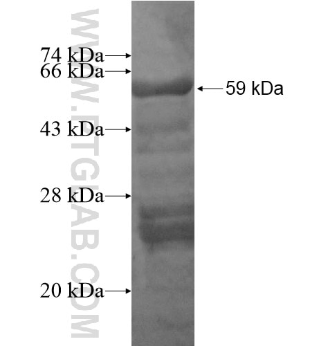 HOXC10 fusion protein Ag14620 SDS-PAGE