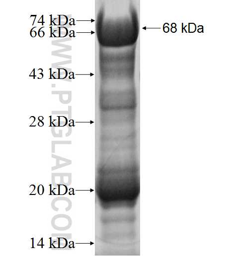 HOXC10 fusion protein Ag2655 SDS-PAGE