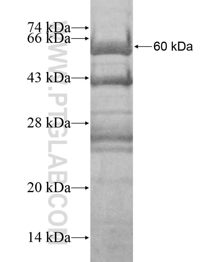 HOXC11 fusion protein Ag17806 SDS-PAGE