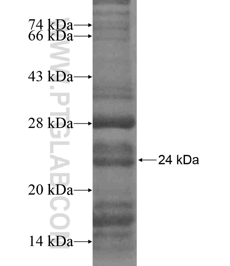 HOXC11 fusion protein Ag17891 SDS-PAGE