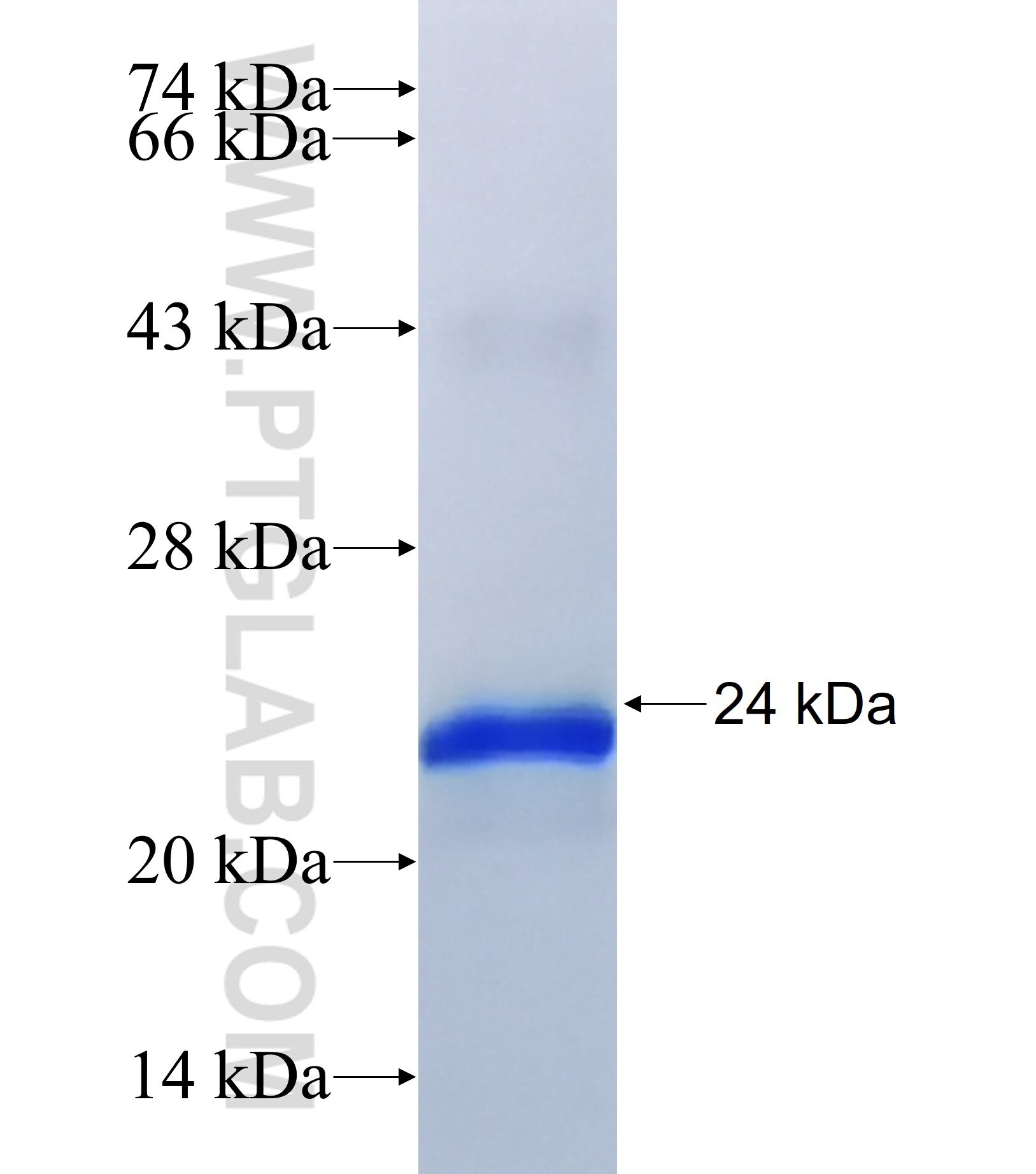 HOXC11 fusion protein Ag17891 SDS-PAGE