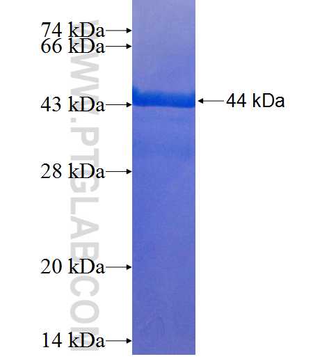 HOXC13 fusion protein Ag25544 SDS-PAGE