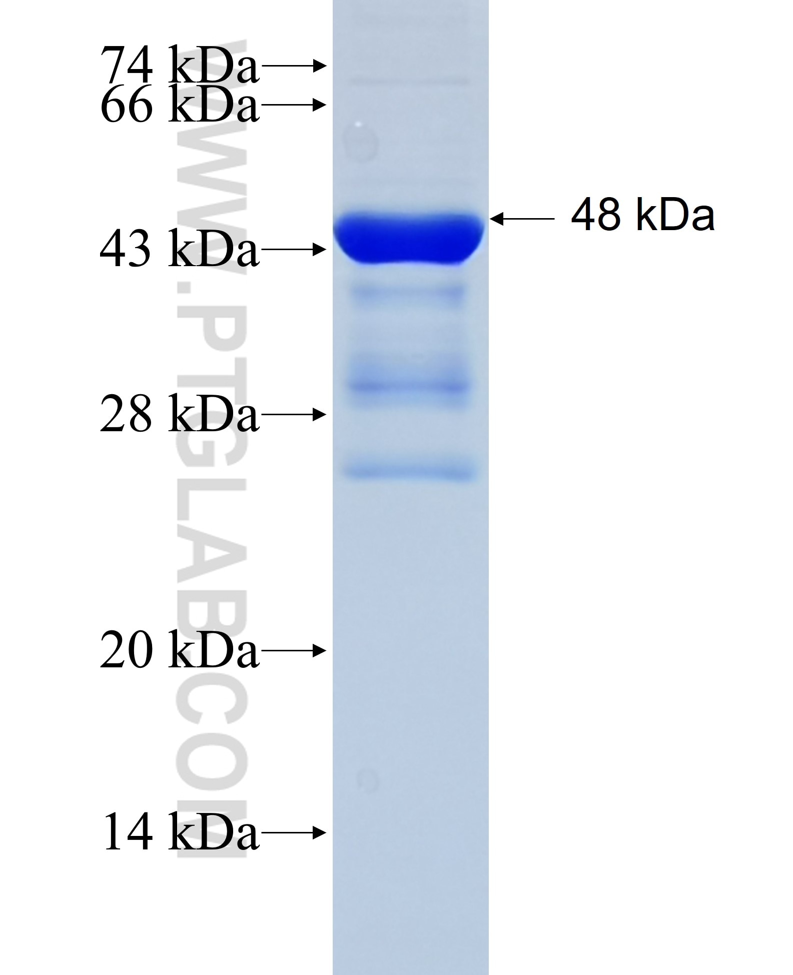 HOXC13 fusion protein Ag25544 SDS-PAGE