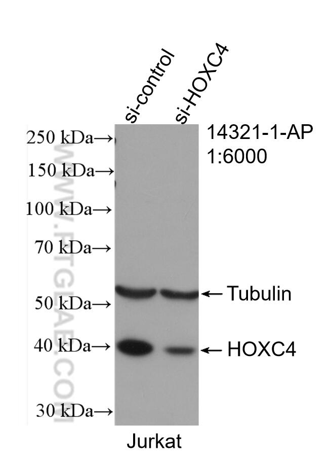 WB analysis of Jurkat using 14321-1-AP