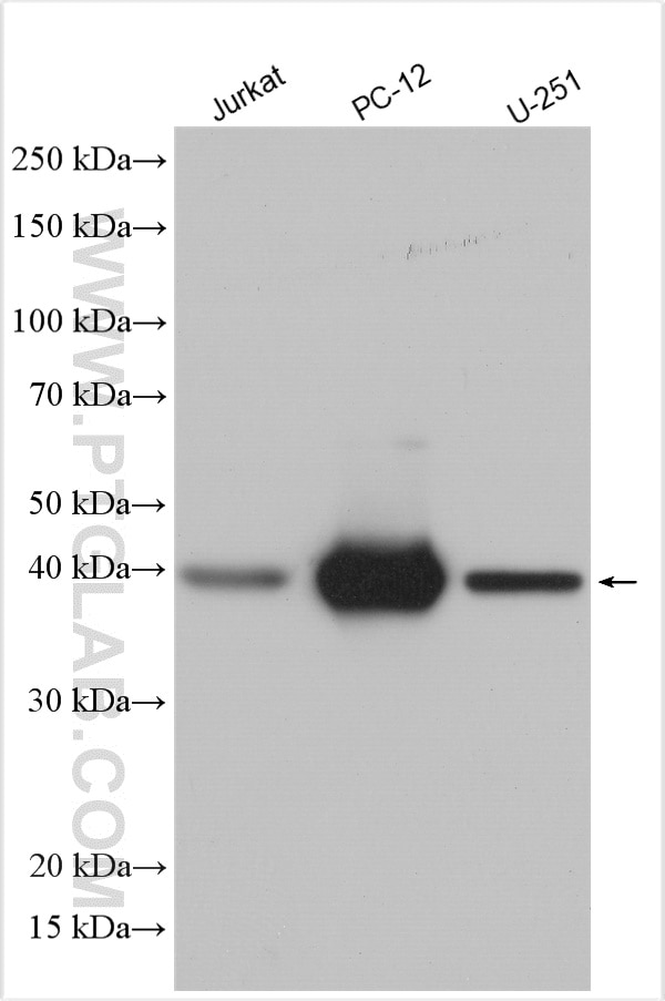 Western Blot (WB) analysis of various lysates using HOXC4 Polyclonal antibody (14321-1-AP)