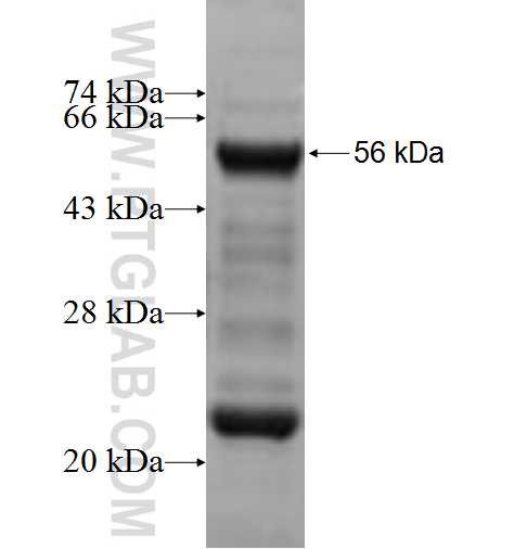 HOXC4 fusion protein Ag5563 SDS-PAGE