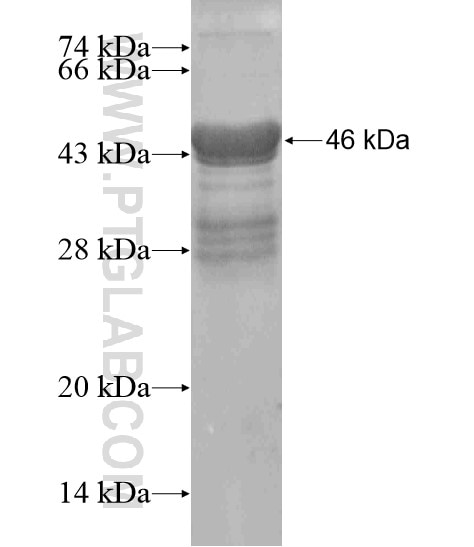 HOXC5 fusion protein Ag18811 SDS-PAGE