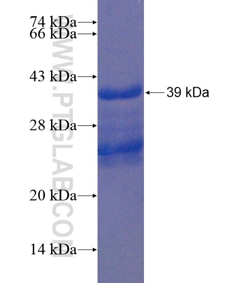 HOXC6 fusion protein Ag20303 SDS-PAGE