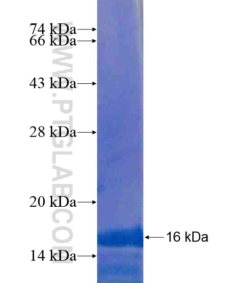 HOXC6 fusion protein Ag20404 SDS-PAGE