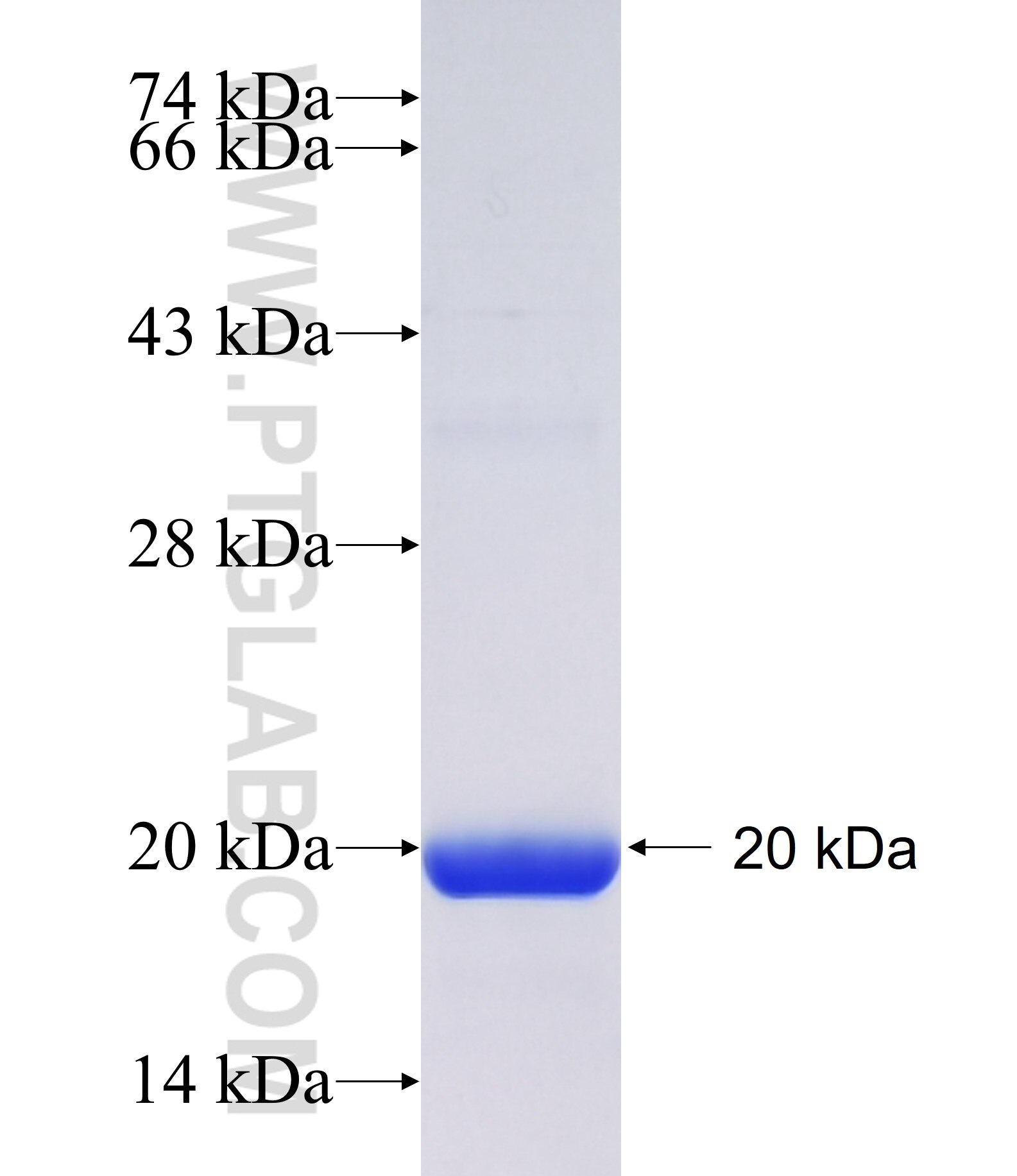 HOXC6 fusion protein Ag20404 SDS-PAGE