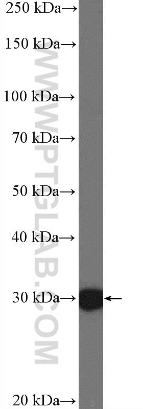 Western Blot (WB) analysis of COLO 320 cells using HOXC8 Polyclonal antibody (15448-1-AP)