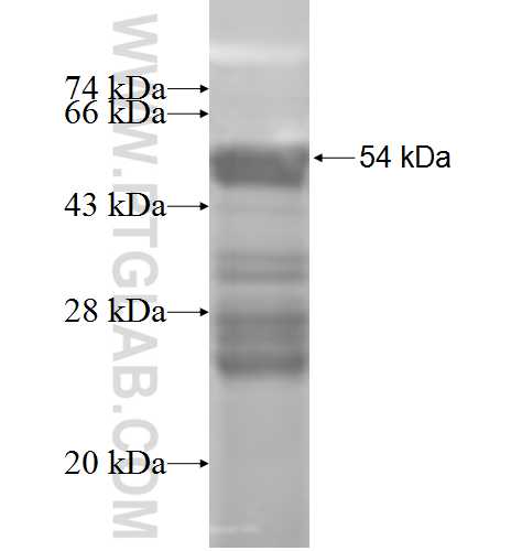 HOXC8 fusion protein Ag7675 SDS-PAGE