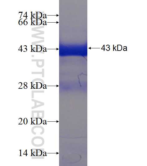 HOXD10 fusion protein Ag24196 SDS-PAGE