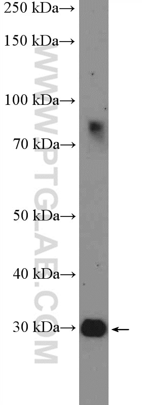 Western Blot (WB) analysis of mouse liver tissue using HOXD12 Polyclonal antibody (22684-1-AP)