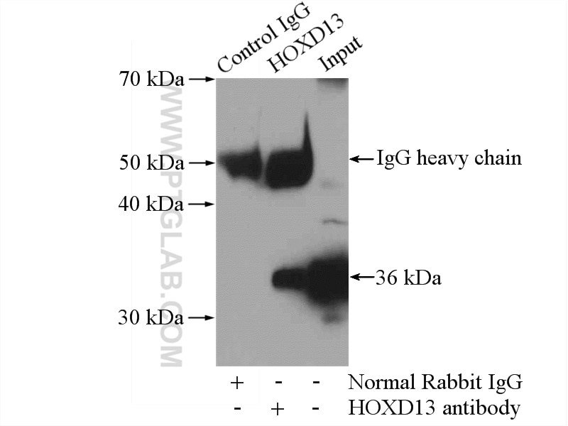 Immunoprecipitation (IP) experiment of A549 cells using HOXD13 Polyclonal antibody (18736-1-AP)