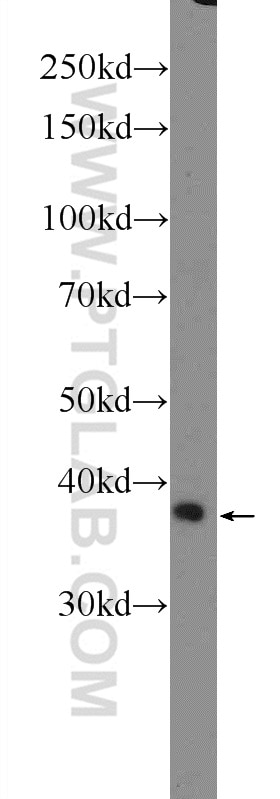 Western Blot (WB) analysis of HL-60 cells using HOXD13 Polyclonal antibody (23520-1-AP)