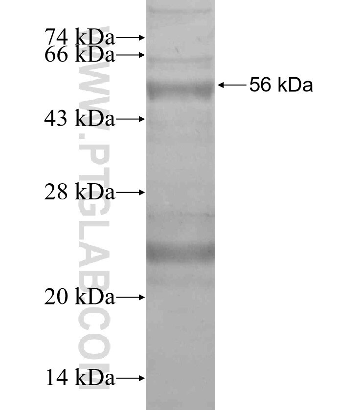 HOXD13 fusion protein Ag20093 SDS-PAGE