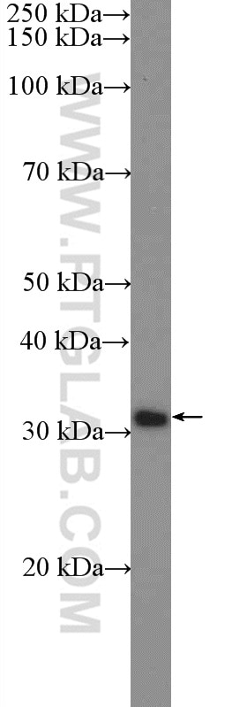 Western Blot (WB) analysis of HeLa cells using HOXD9 Polyclonal antibody (20560-1-AP)