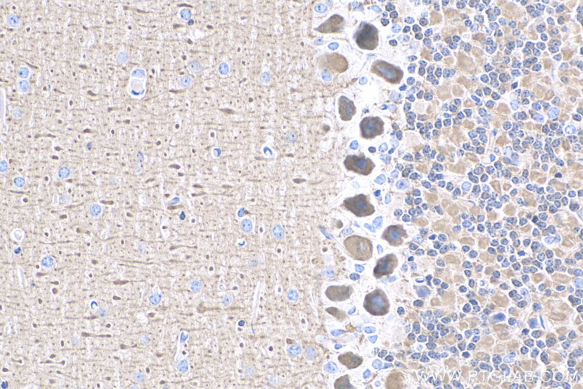 Immunohistochemistry (IHC) staining of mouse cerebellum tissue using VILIP3 Polyclonal antibody (10989-1-AP)