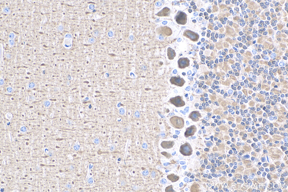 Immunohistochemistry (IHC) staining of mouse cerebellum tissue using VILIP3 Polyclonal antibody (10989-1-AP)