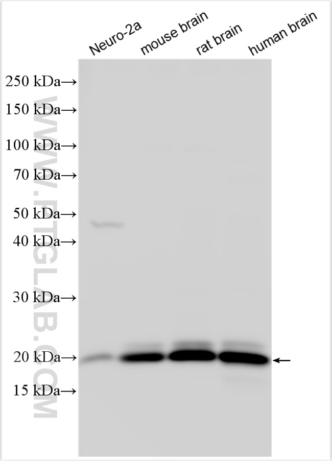 Western Blot (WB) analysis of various lysates using VILIP3 Polyclonal antibody (10989-1-AP)
