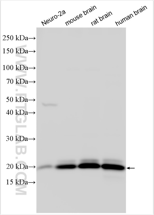 WB analysis using 10989-1-AP