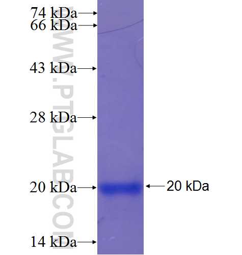 HPCA fusion protein Ag23813 SDS-PAGE