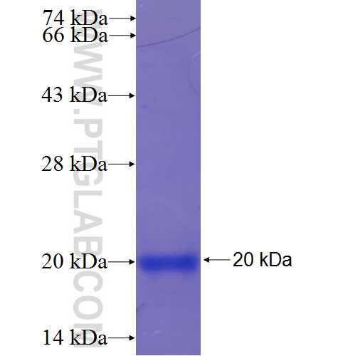 HPCA fusion protein Ag23813 SDS-PAGE