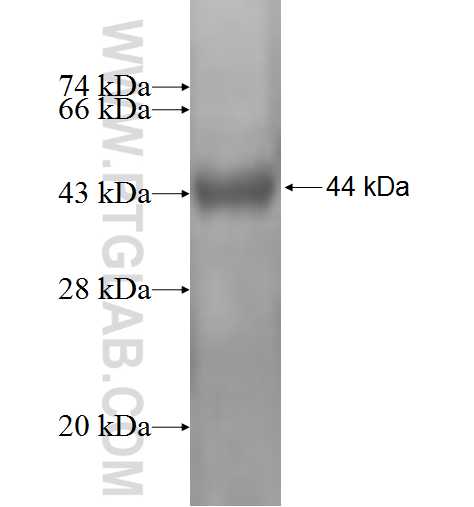 HPCA fusion protein Ag1449 SDS-PAGE
