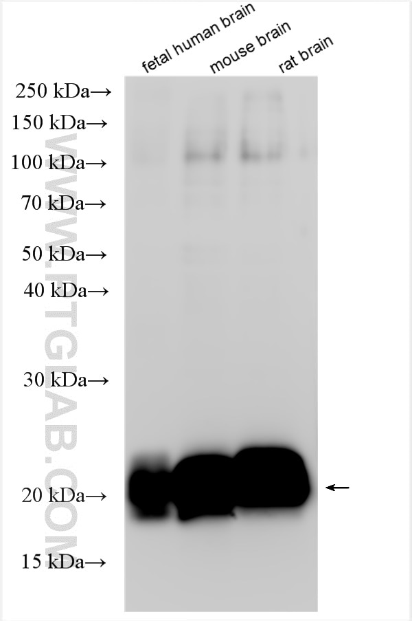 Western Blot (WB) analysis of various lysates using HPCAL4 Polyclonal antibody (12470-1-AP)