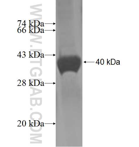 HPCAL4 fusion protein Ag3153 SDS-PAGE
