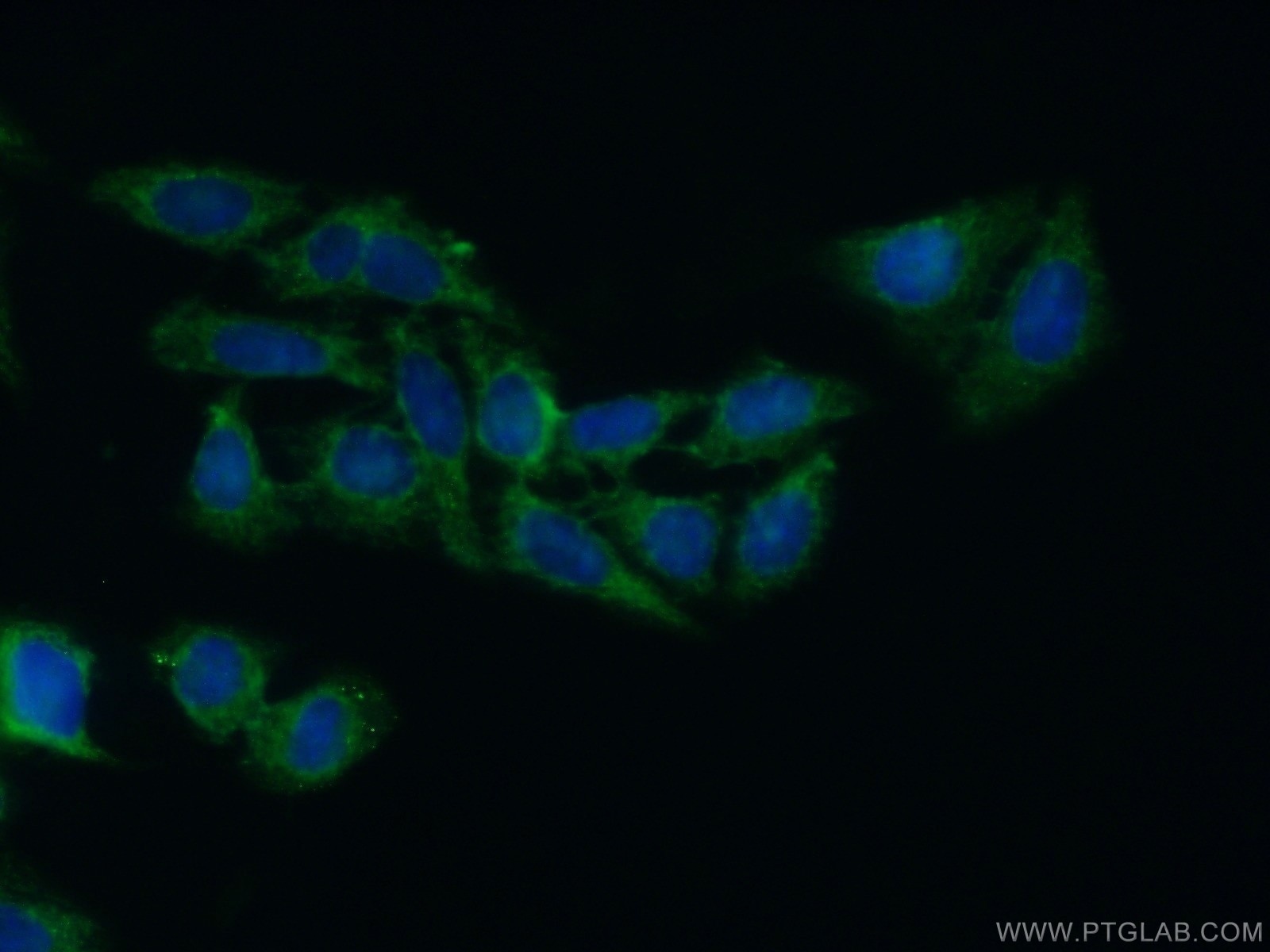 Immunofluorescence (IF) / fluorescent staining of HepG2 cells using HPD Polyclonal antibody (17004-1-AP)