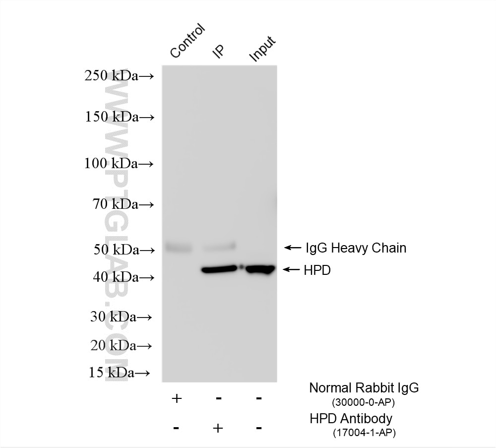 Immunoprecipitation (IP) experiment of HepG2 cells using HPD Polyclonal antibody (17004-1-AP)