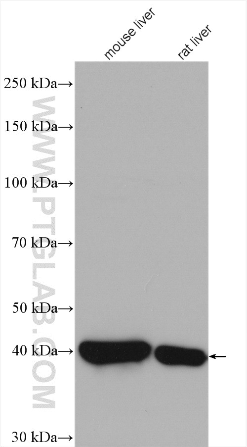 Western Blot (WB) analysis of various lysates using HPD Polyclonal antibody (17004-1-AP)