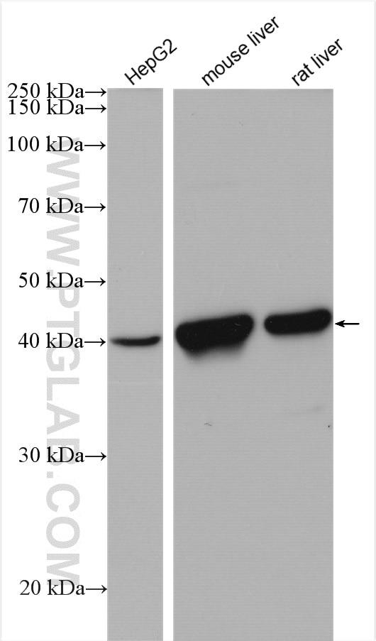 Western Blot (WB) analysis of various lysates using HPD Polyclonal antibody (17004-1-AP)