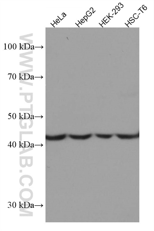 Western Blot (WB) analysis of various lysates using HPD Monoclonal antibody (67552-1-Ig)