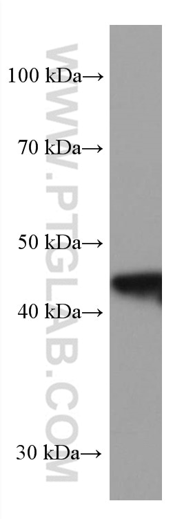 Western Blot (WB) analysis of pig liver tissue using HPD Monoclonal antibody (67552-1-Ig)