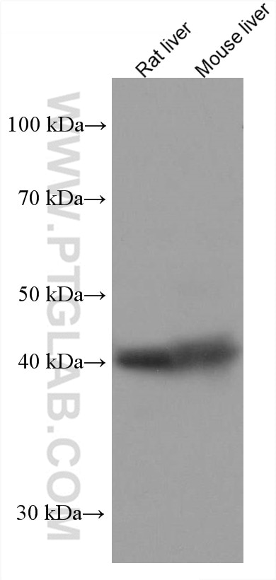 Western Blot (WB) analysis of various lysates using HPD Monoclonal antibody (67552-1-Ig)