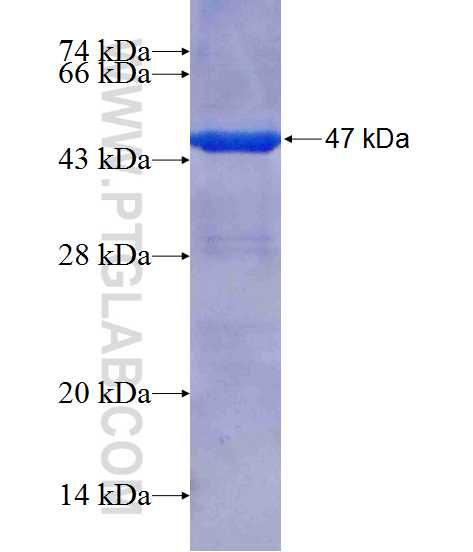HPD fusion protein Ag10928 SDS-PAGE