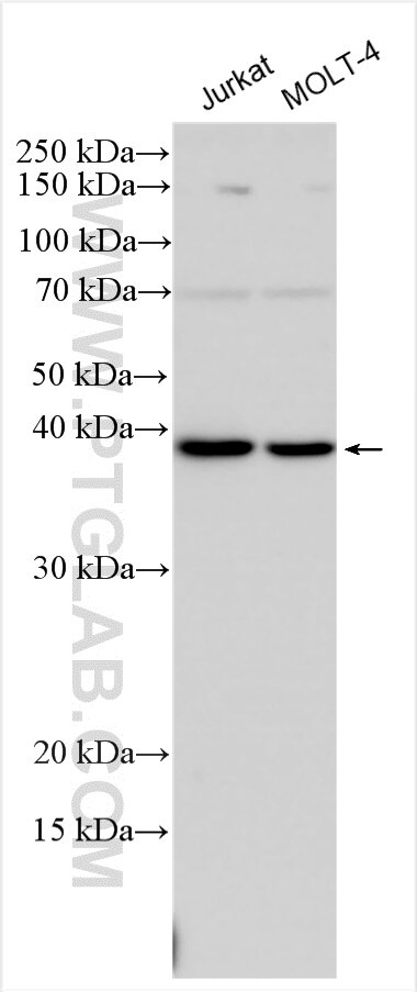 Western Blot (WB) analysis of various lysates using HPF1 Polyclonal antibody (28456-1-AP)