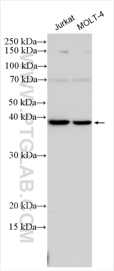 WB analysis using 28456-1-AP