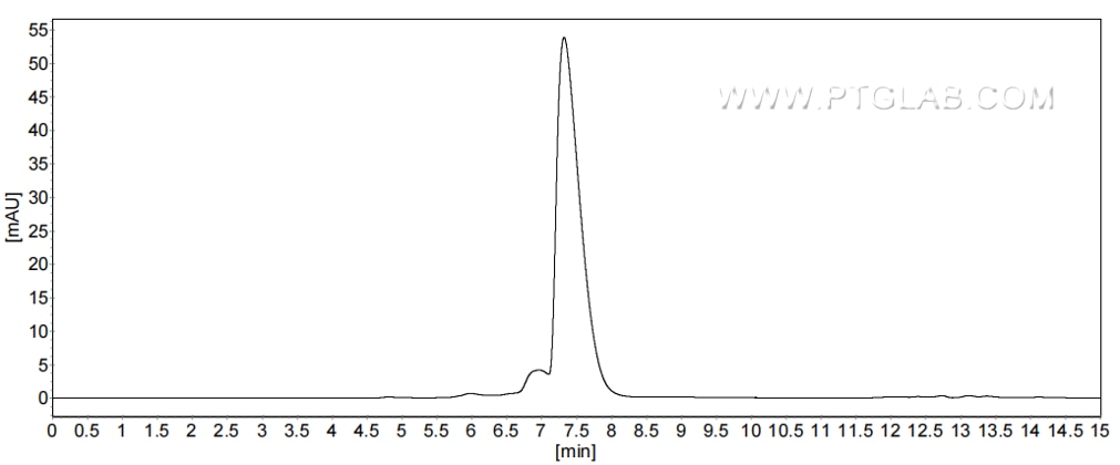 The purity of Human CD90 was greater than 90% as determined by SEC-HPLC.