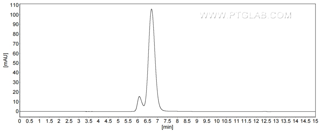 The purity of Mouse CD98/SLC3A2 was greater than 90% as determined by SEC-HPLC.