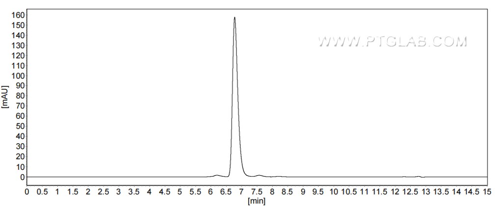 The purity of Human BCAM was greater than 90% as determined by SEC-HPLC.